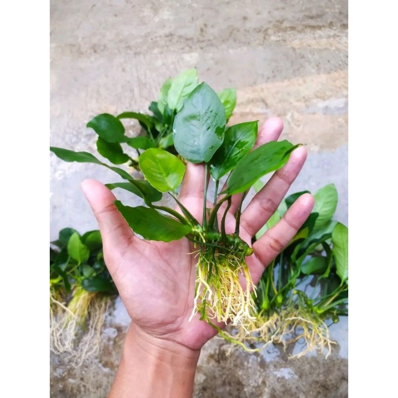 Jual Anubias Broadleaf Size Indukan Tanaman Aquascape Shopee Indonesia