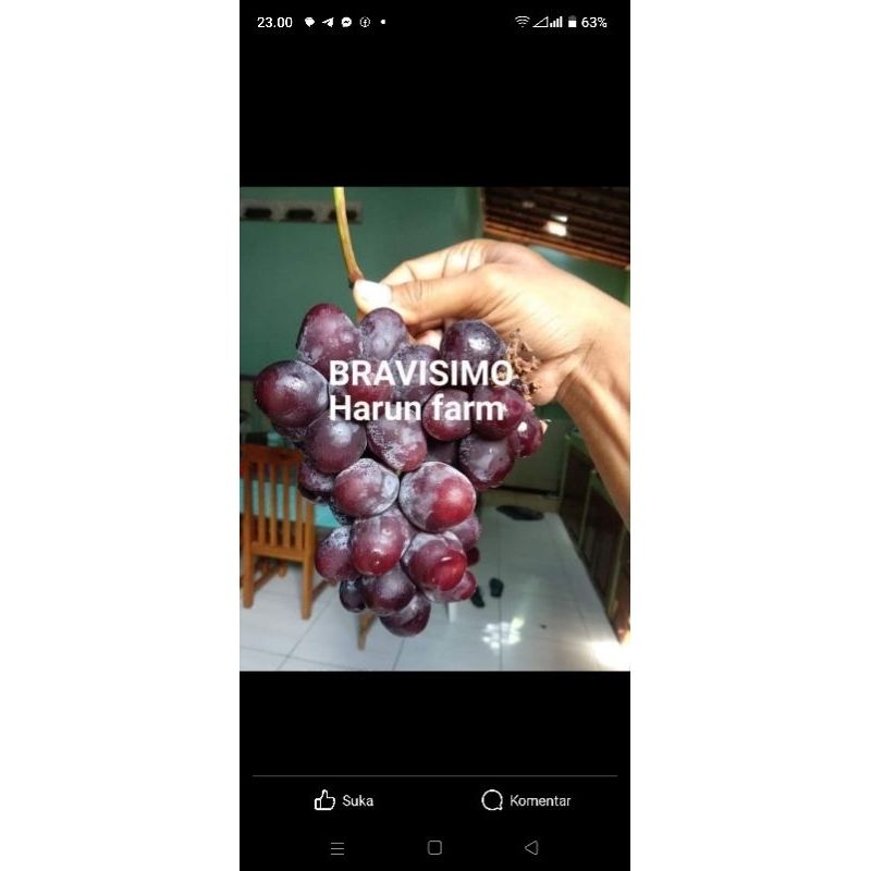 Jual bravisimo | Shopee Indonesia