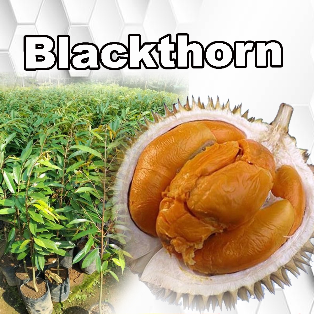 Jual Bibit Durian Blackthorn Ochee Duri Hitam Distributor Bibit