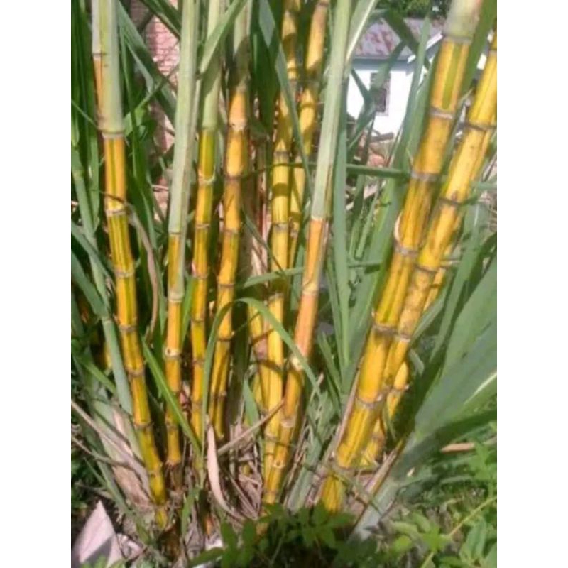 Jual Tebu Kuning 1 Kg Stek 25 Cm Shopee Indonesia