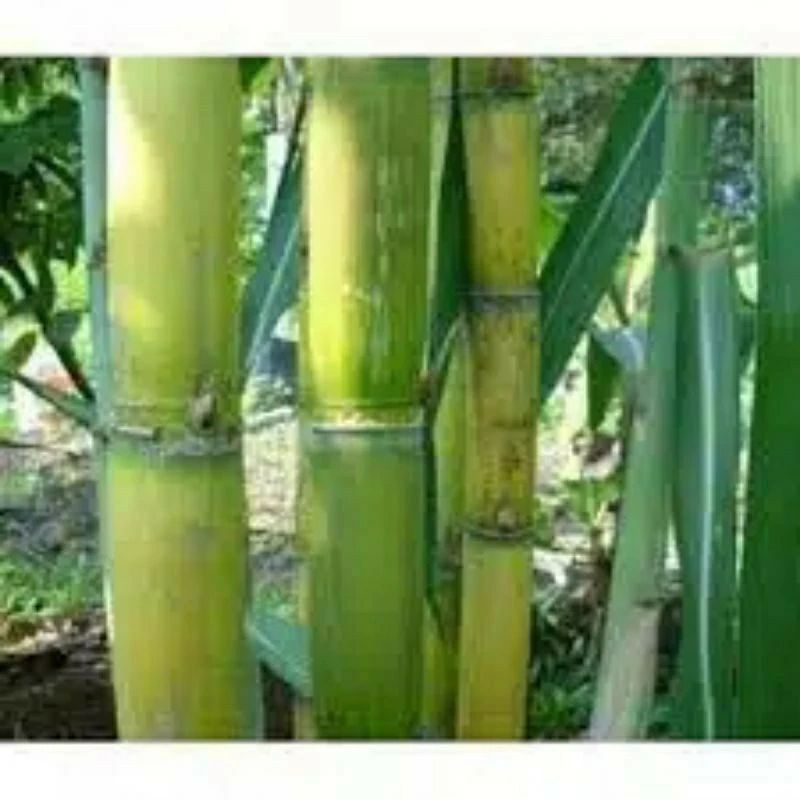 Jual Tebu Hijau Per Kilo Bibit Dan Konsumsi Shopee Indonesia 0989