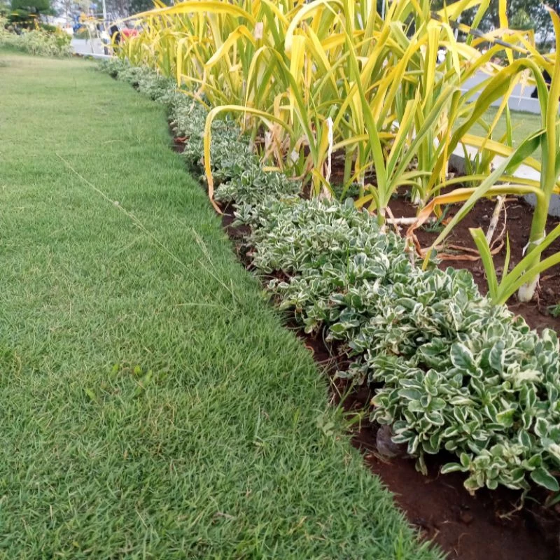 Harga Rumput Jepang Surabaya