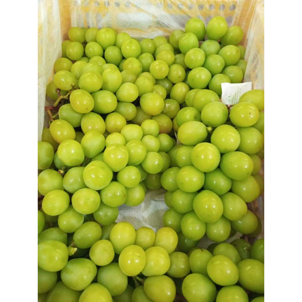 Jual ANGGUR MUSCAT | Shopee Indonesia