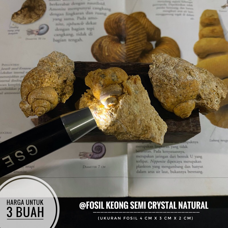 Jual Fosil Keong Semi Crystal Natural B55 atau Fosil Kerang atau Fosil ...
