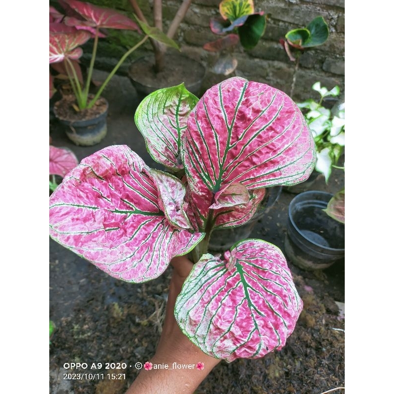 Jual bunga caladium 15-100 1kg | Shopee Indonesia