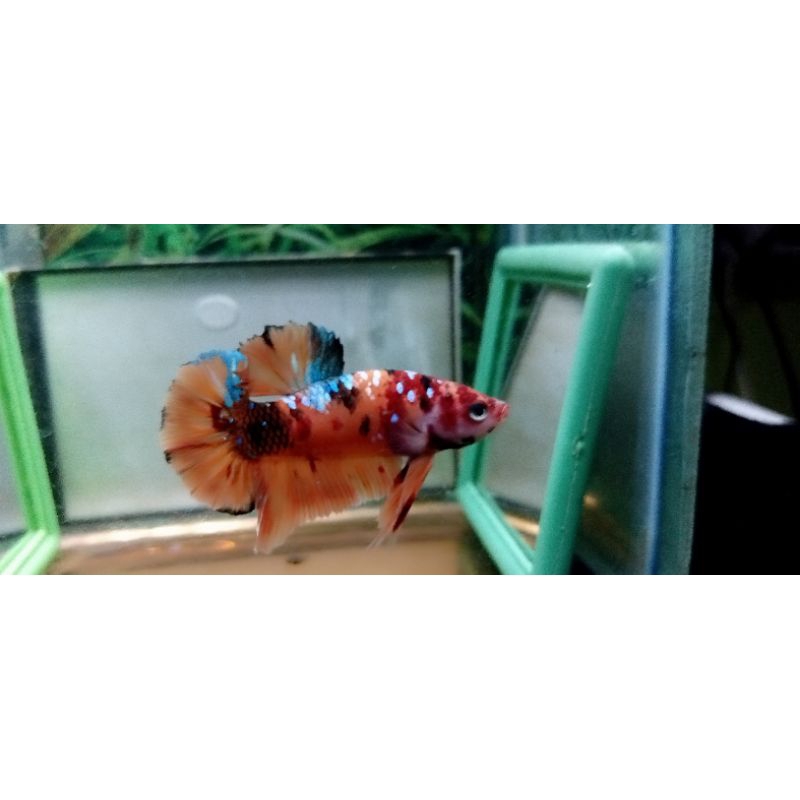 Jual Nemo multy male grade A | Shopee Indonesia