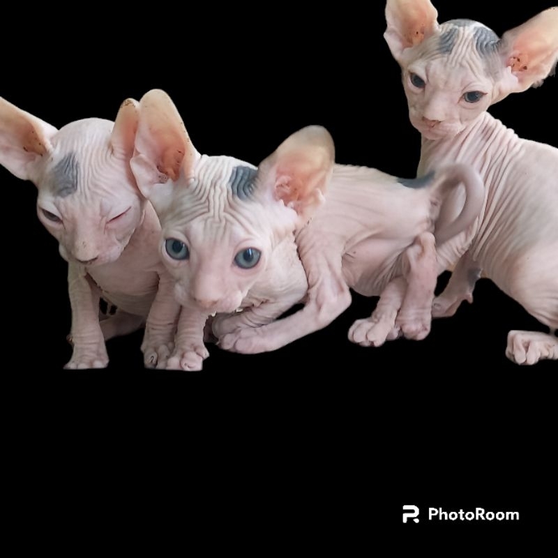 Jual kucing sphynx, kucing Mesir, kucing botak. | Shopee Indonesia