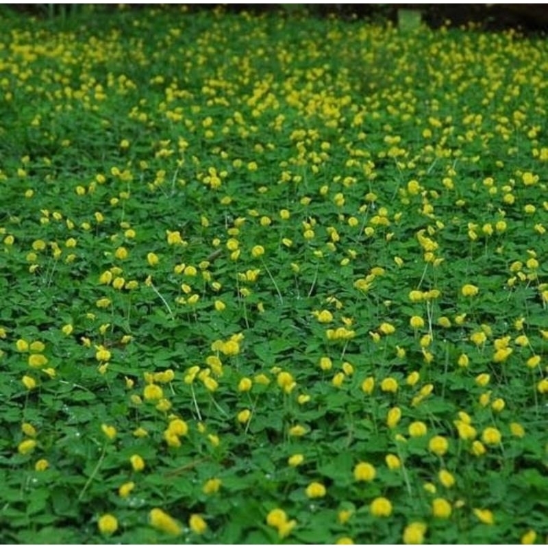 Jual Tanaman hias landep / tanaman bunga kacang kacangan hias | Shopee ...