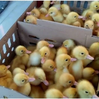 Jual jual bebek hias Harga Terbaik & Termurah April 2025