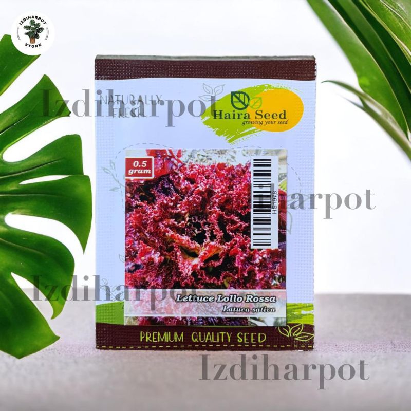 Jual Benih Bibit Selada Keriting Merah Lollo Rossa Haira Seed - LETTUCE ...