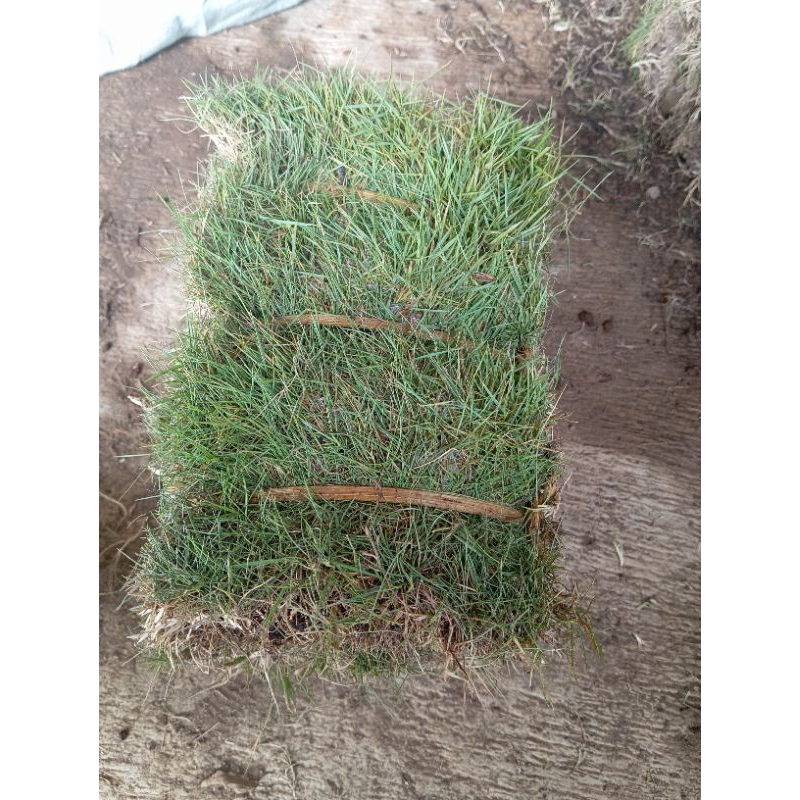 Jual Rumput Jepang Hidup Paket Hemat Per Ikat isi 6-7 Lembar Siap Tanam ...