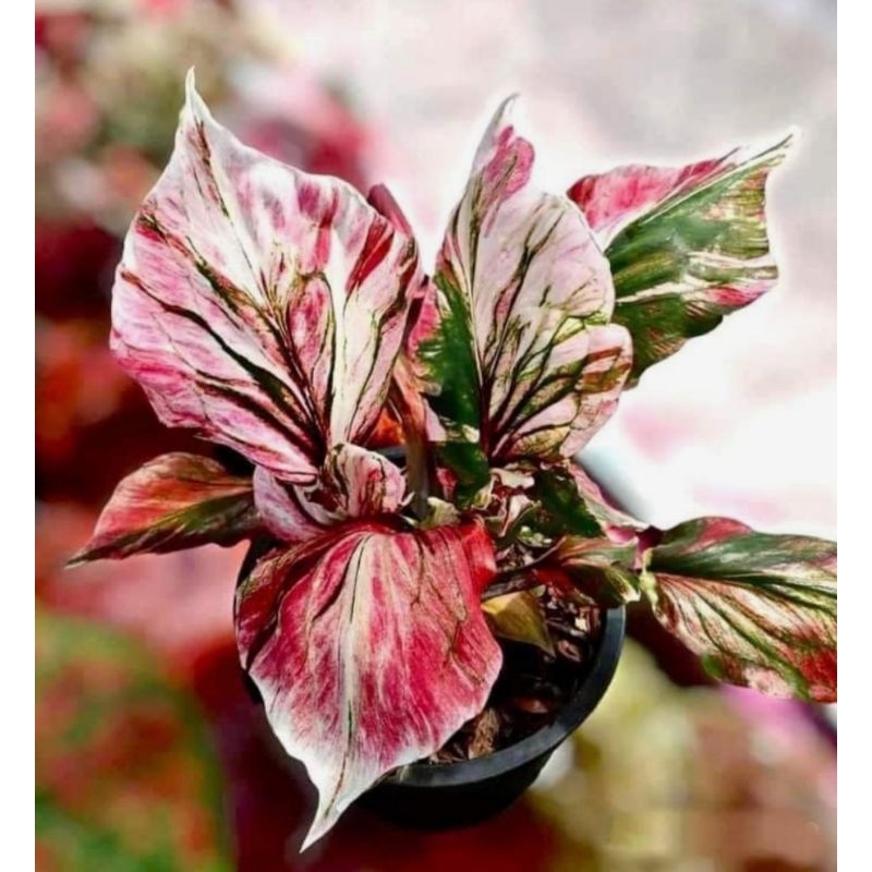 Jual ( BISA COD ) Caladium Hias Kujang Tanaman Hias Red KujangKeladi ...