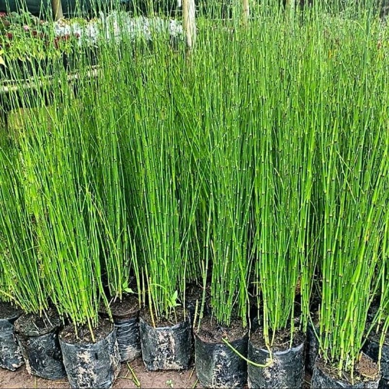 Tanaman Hias Bambu Air, Bambu air