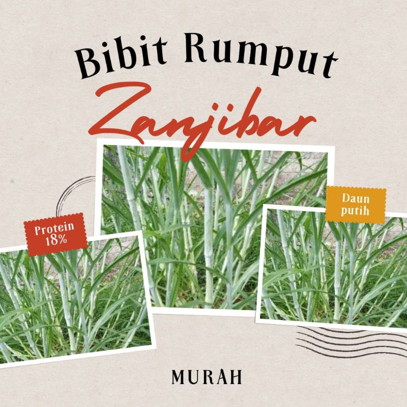 Jual Benih Rumput Zanzibar Murah Shopee Indonesia