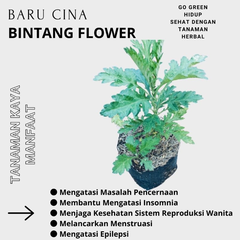 Jual Tanaman herbal baru cina | bibit tanaman herbal baru cina | Shopee ...