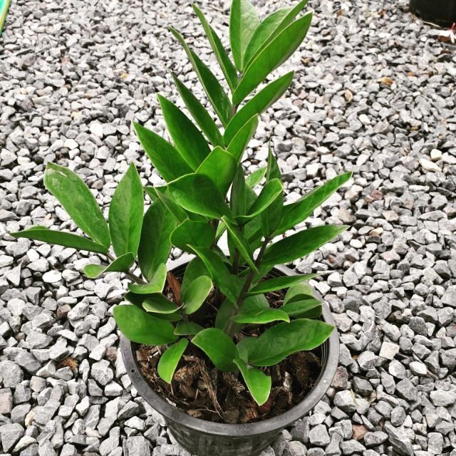 Tanaman Hias Dolar Zamia