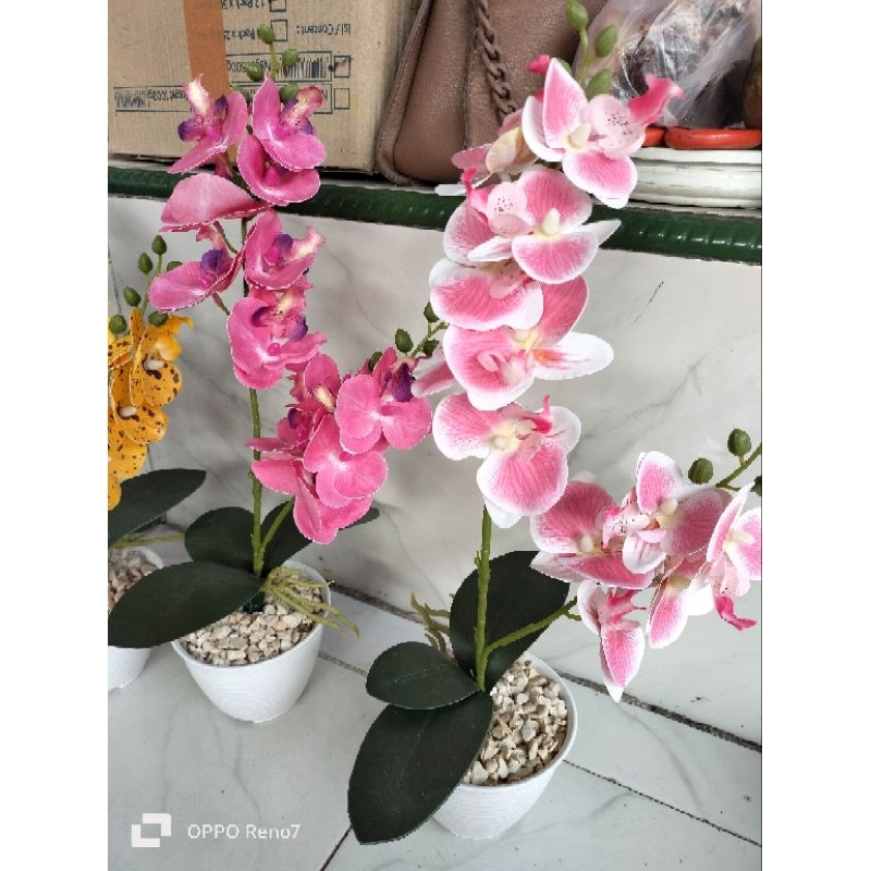 Jual TINGGI 50CM ANGGREK POT PLASTIK // TANAMAN ANGGREK LATEK DEKORASI ...