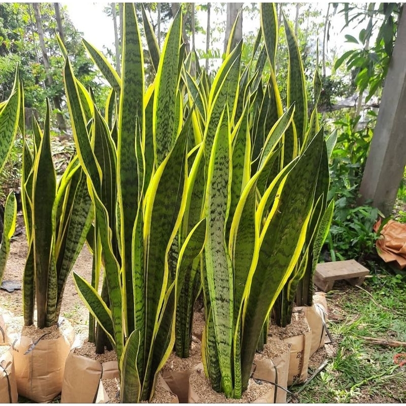 Jual tanaman hias sansevieria trifasciata laurenti - lidah mertua list ...
