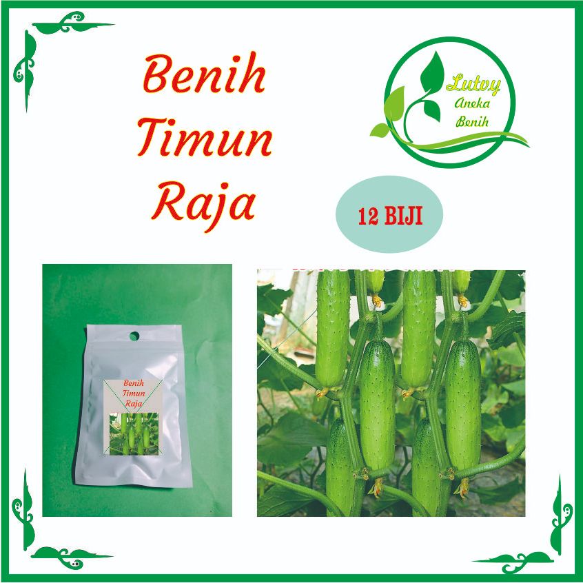 Jual BENIH TIMUN RAJA ISI 12 BIJI | Shopee Indonesia