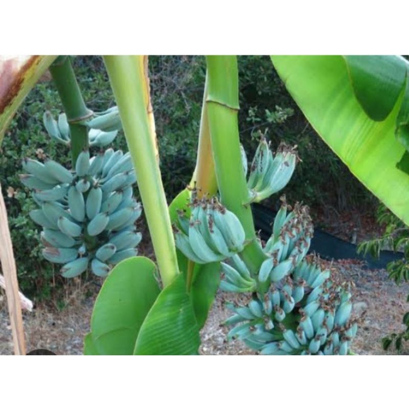 Jual bibit pisang blue java banana | Shopee Indonesia