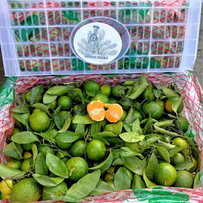 Jual Jeruk Santang Madu 500gr Shopee Indonesia