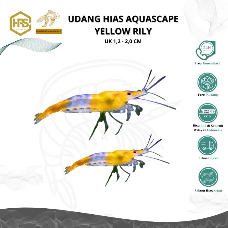 Jual Yellow rily shrimp aquascape | Shopee Indonesia