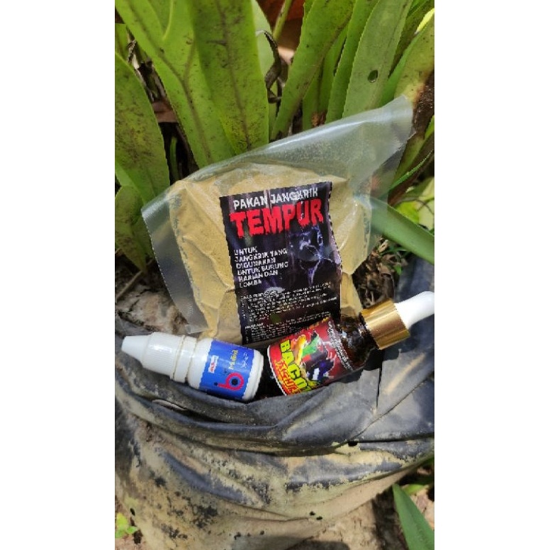 Jual LARIS MANIS Paket Burung Bacot Fighter IB Vit Pakan Jangkrik ...
