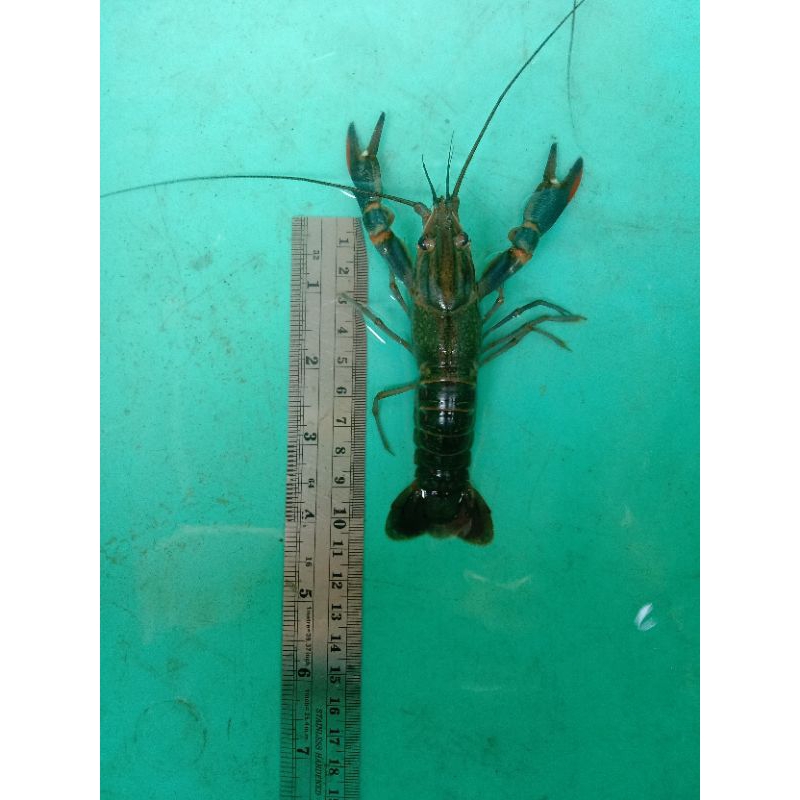 Jual Paket Indukan Lobster Jenis Konsumsi Size 10cm 4 Inci Jantan 4