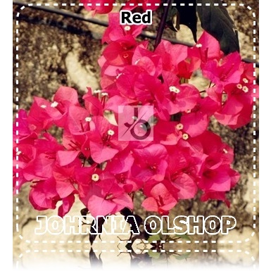 Jual Johrnia 3 Benih Biji Bunga BOUGAINVILLEA Red | Shopee Indonesia