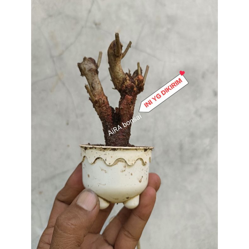Jual bahan bonsai rukam meme | Shopee Indonesia