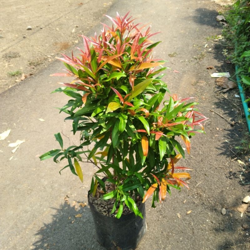 Tanaman Pucuk Merah Full Rimbun