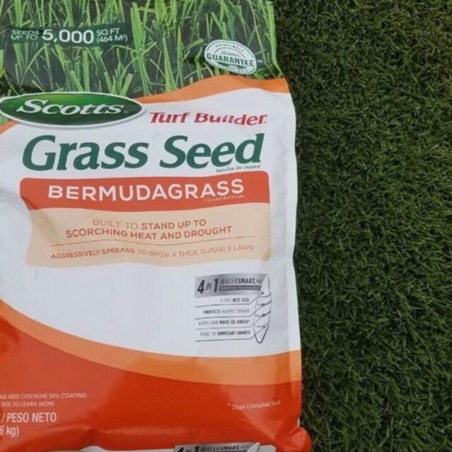 Jual Benih Biji Rumput Bermuda Grass 500gr Rumput Golf Bibit Asli