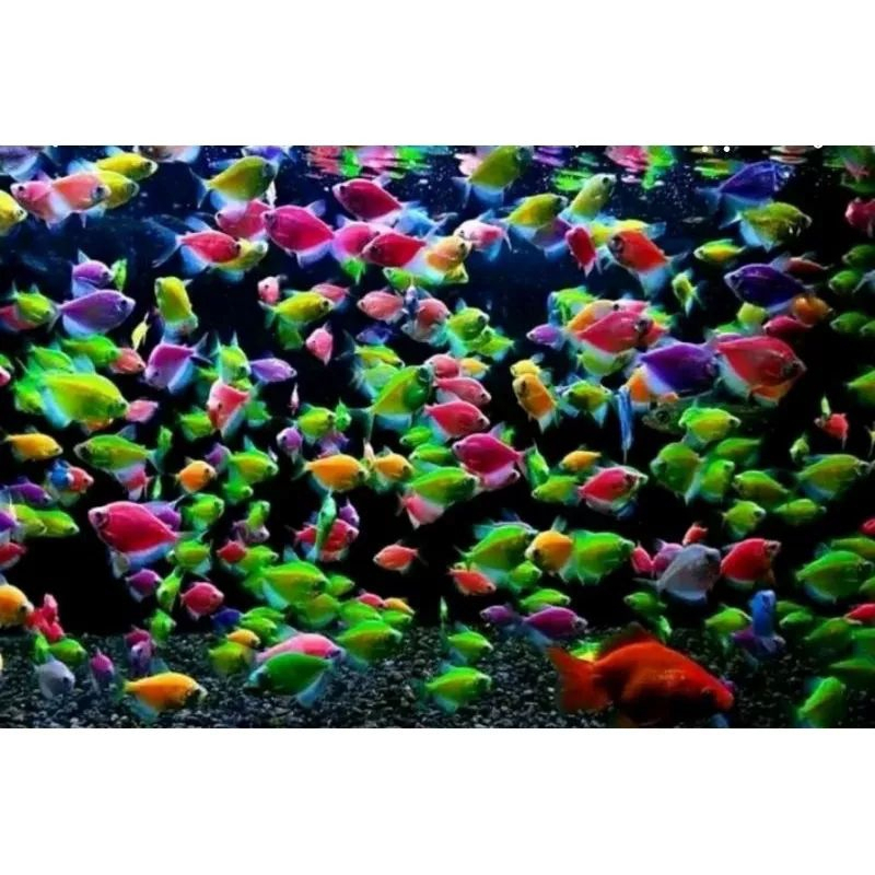 Jual Ikan Hias Warna Warni Varian Warna Lengkap Ukuran M 1 2 5cm Ov3534