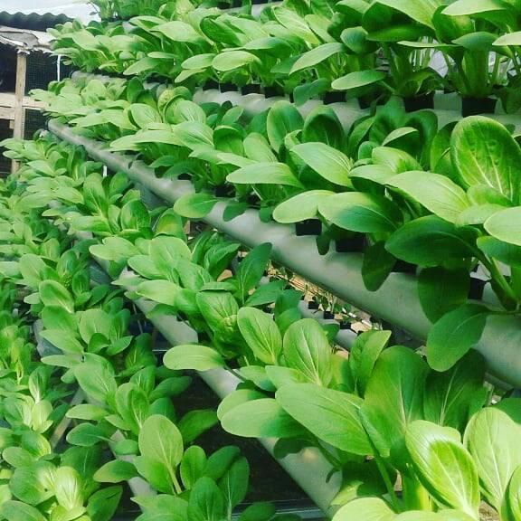 Bibit Benih Sayuran Pakcoy Hijau (10 Butir)