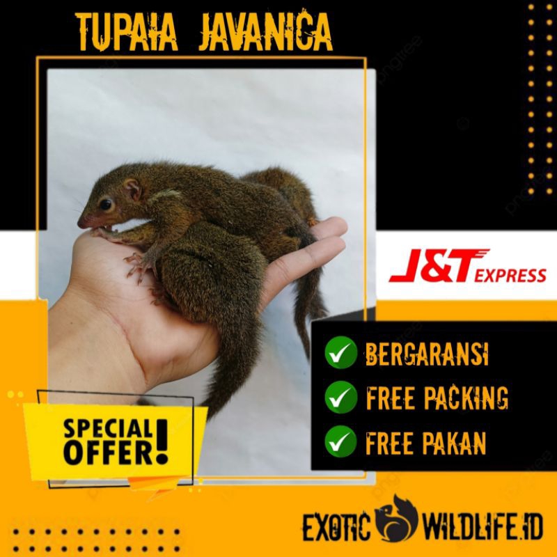 Jual Koleksi Lukisan Tupe !! Mainan Anak Lucu Bisa Diajak Main ( Tupai ...