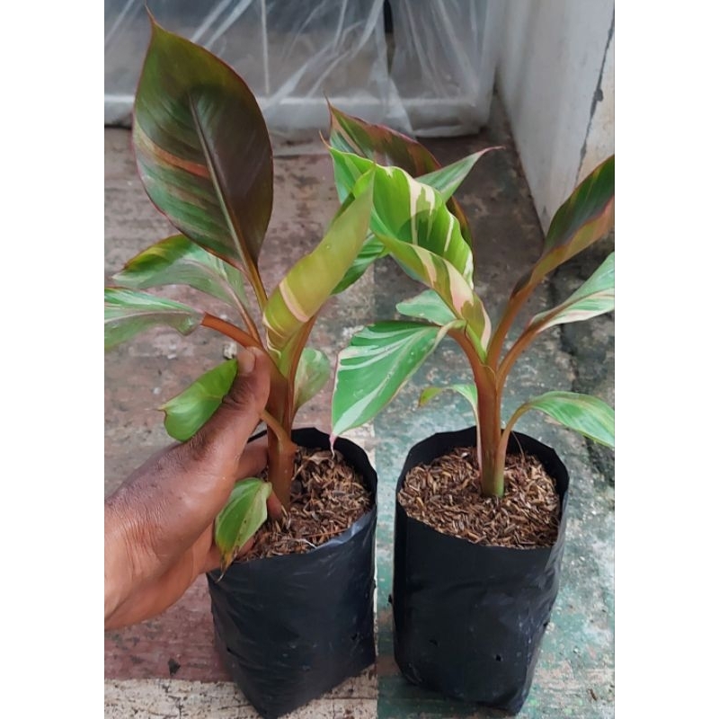Jual Pisang Pink Nono | Shopee Indonesia