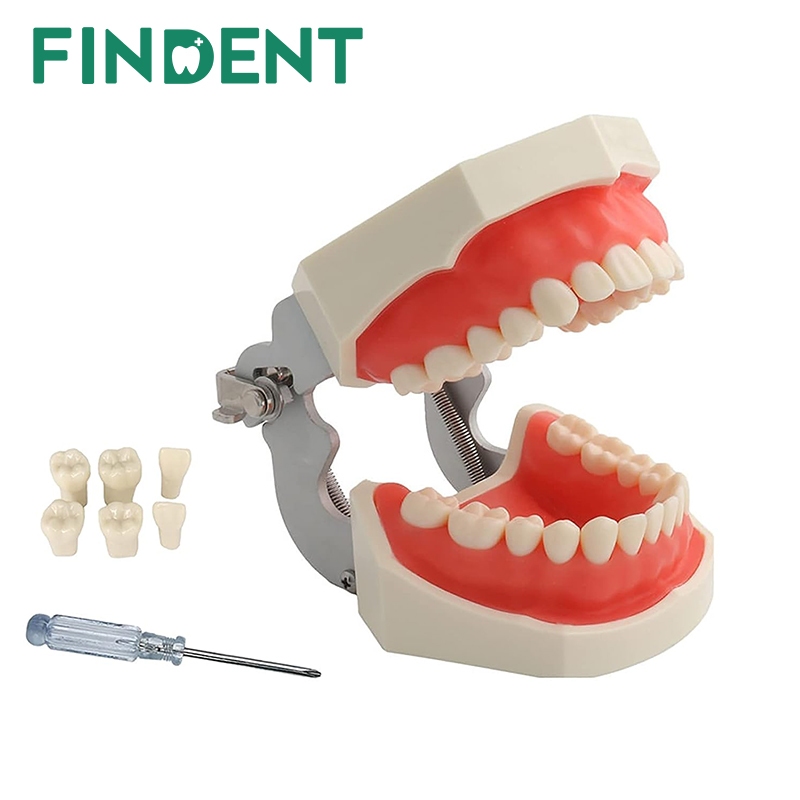 Jual 28/32 Teeth Model For Dental Technician Practice Training Jaw ...