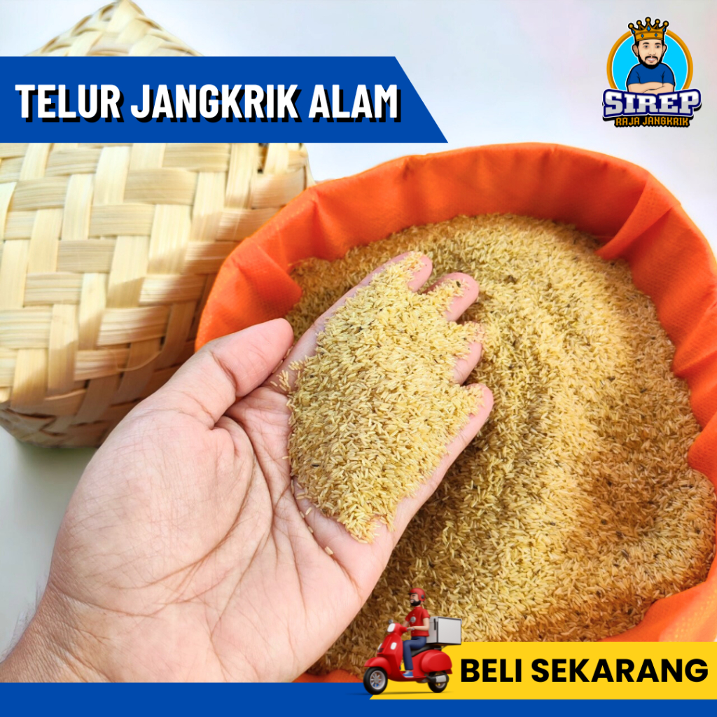 Jual Jual Telur Jangkrik Harga Murah Kualitas Tinggi Telur Jangkrik