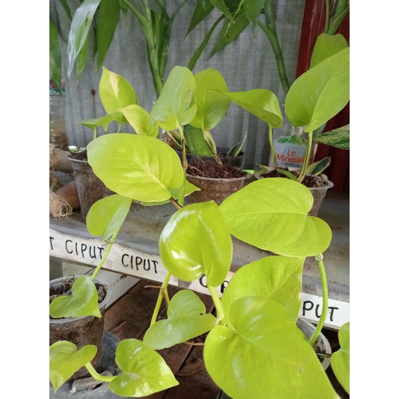 Jual Tanaman Srih Lemon Cantik | Shopee Indonesia