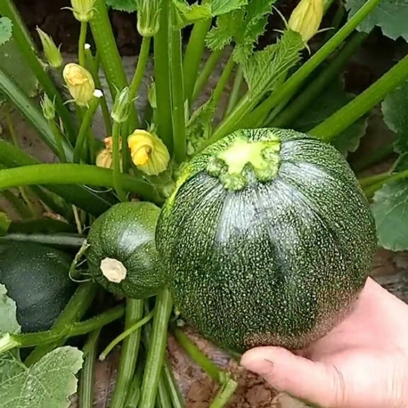 Bibit Benih Labu Zukini Zucchini Bulat Hijau (1 Butir)