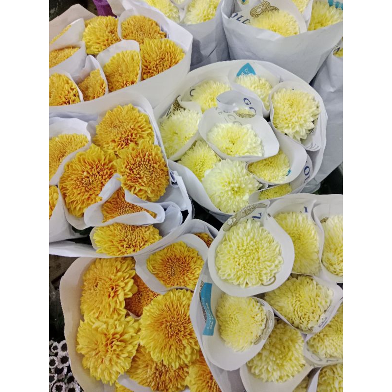 Jual gompie fresh 10 tangkai bunga gompi asli warna Random | Shopee ...