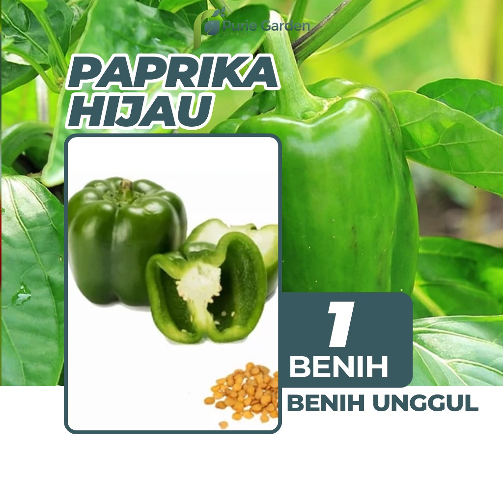 Jual Purie Garden Benih Bibit Paprika Hijau 1 Benih Dua Ribuan Shopee Indonesia