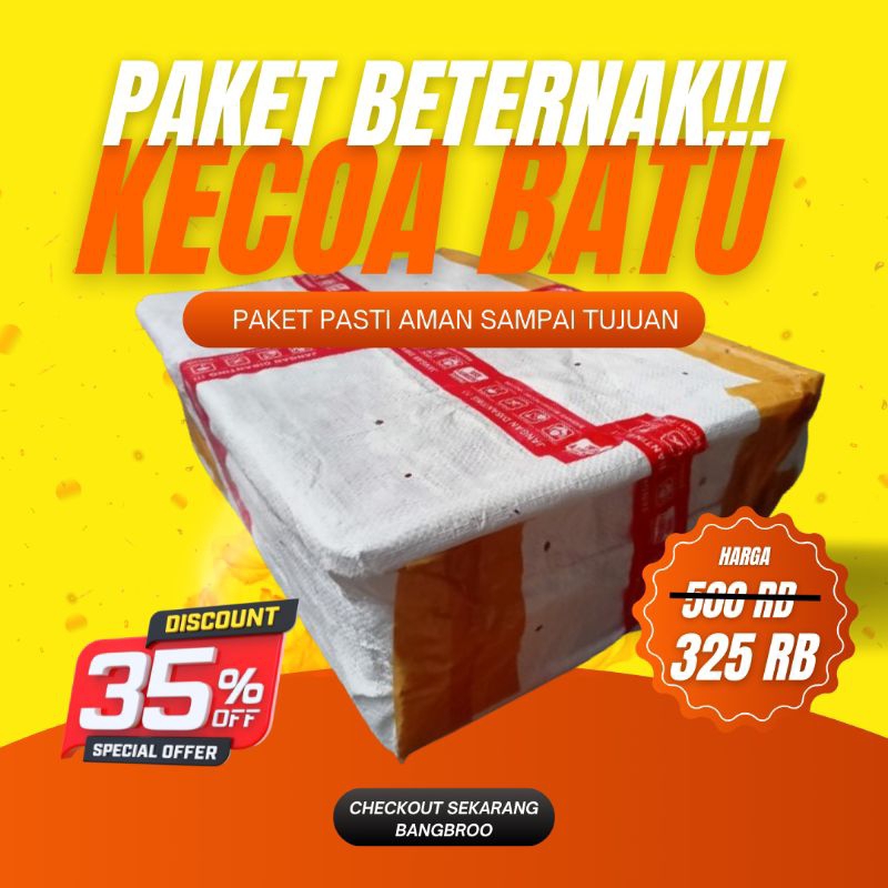ternak kecoa halloween