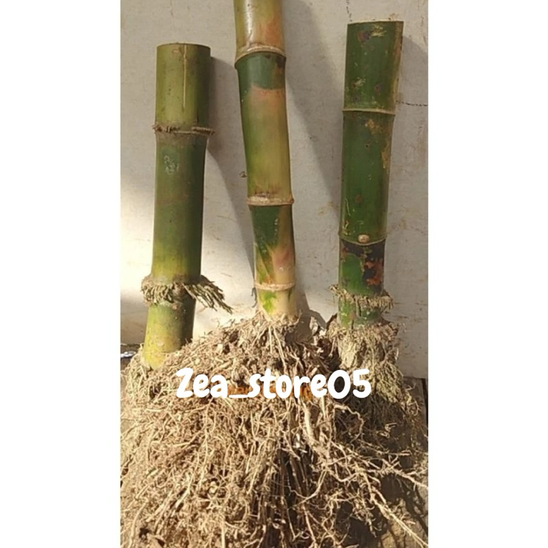 Jual bibit bongol bambu ampel hijau bambu kulit licin/bening siap tanam ...