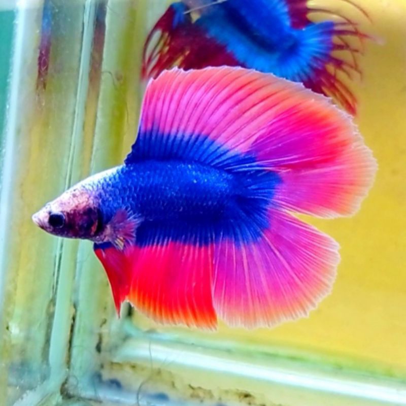 Jual CUPANG HALFMOON HM PINK | Shopee Indonesia