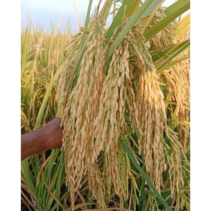 Jual BENIH PADI CHIHERANG 1KG | Shopee Indonesia