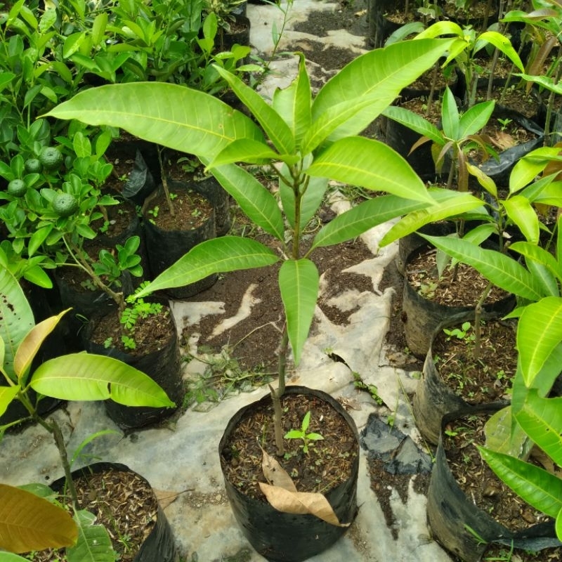 Jual Pohon Mangga Cengkir | Shopee Indonesia