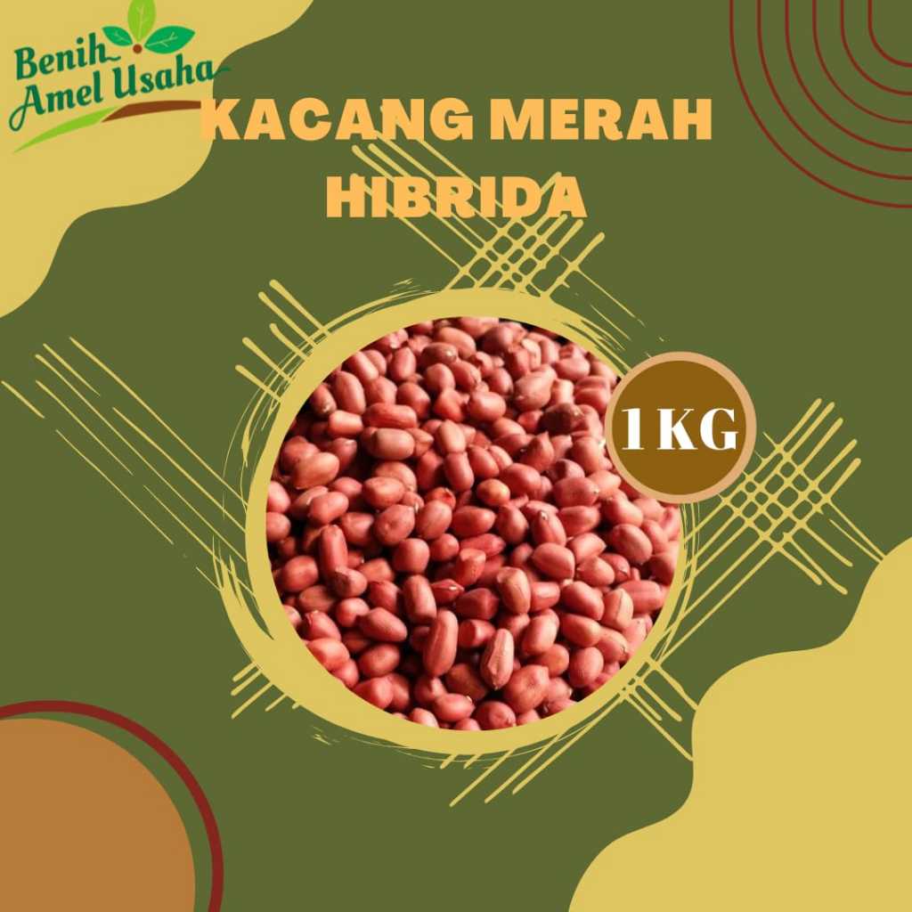 Jual Benih Kacang Tanah Merah Isi 1 Kg Benih Kacang Tanah Hibrida