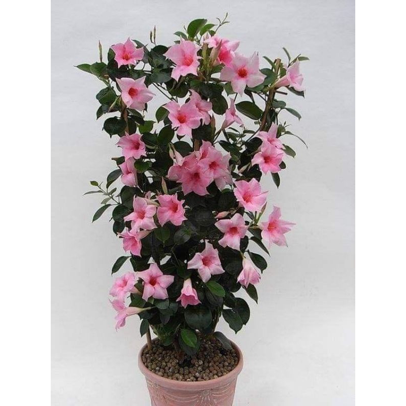 Jual TANAMAN HIAS RAMBAT ALAMAMDA MANDEVILLA BUNGA PINK - TANAMAN HIAR ...