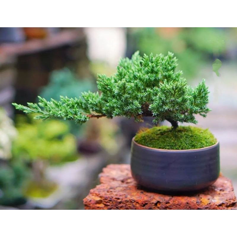 Jual Tanaman Hias Bonsai Cemara Buaya - Cemara Crocodile - Tanaman ...